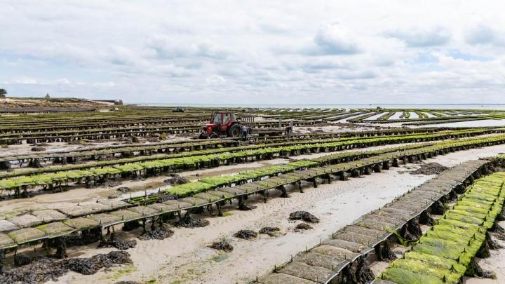 Huîtres naturelles à Cherbourg-en-Cotentin
