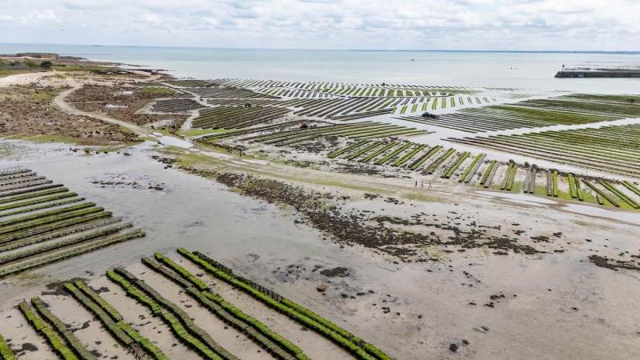 Huîtres triploïdes à Cherbourg-en-Cotentin