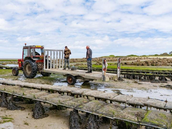 Huîtres triploïdes à Cherbourg-en-Cotentin