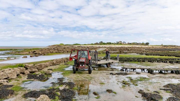 Huîtres fraiches Cherbourg-en-Cotentin