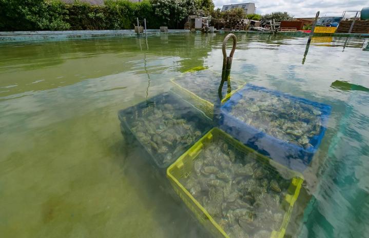 Huîtres naturelles à Cherbourg-en-Cotentin
