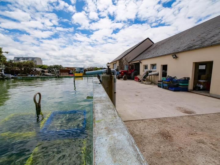 Huîtres fraiches Cherbourg-en-Cotentin