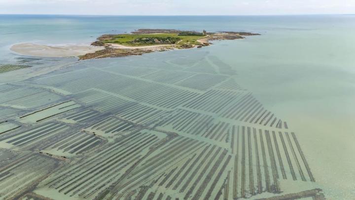 Huîtres triploïdes à Cherbourg-en-Cotentin