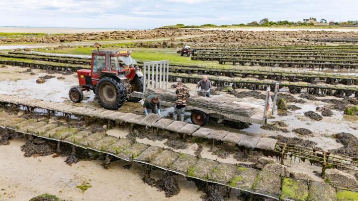 Huîtres naturelles à Cherbourg-en-Cotentin