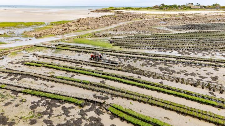 Livraison d'huîtres à Cherbourg-en-Cotentin