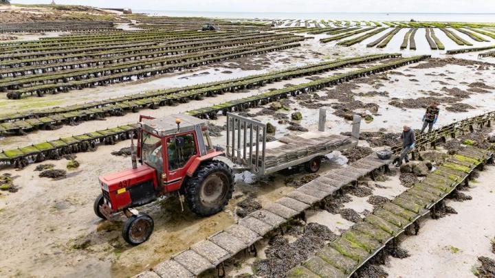 Huîtres triploïdes à Cherbourg-en-Cotentin