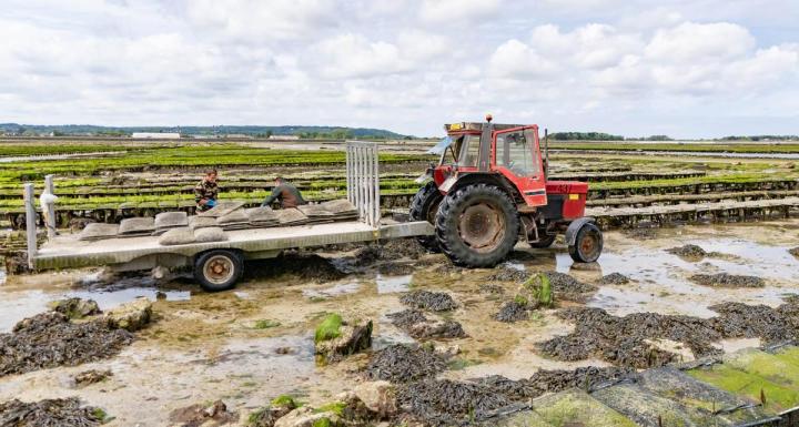 Huîtres fraiches Cherbourg-en-Cotentin
