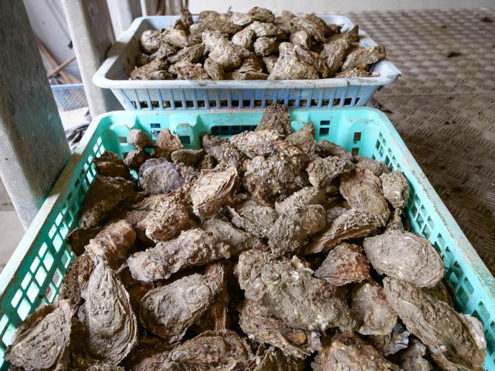 Nous élevons et produisons une grande variété d'huîtres naturelles.