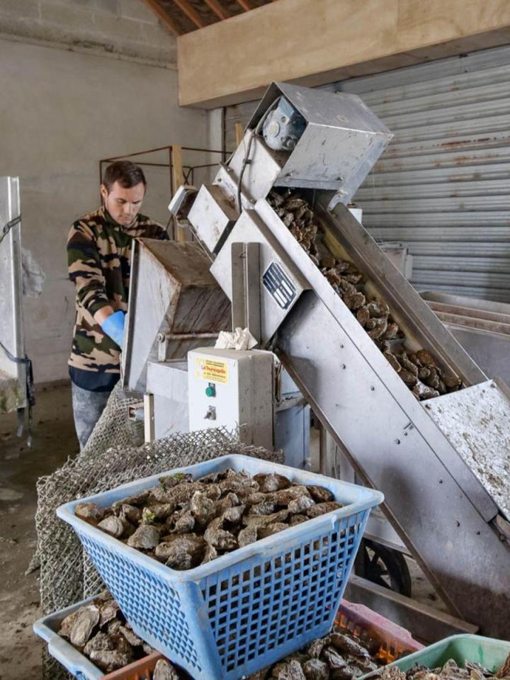 Huîtres fraiches Cherbourg-en-Cotentin